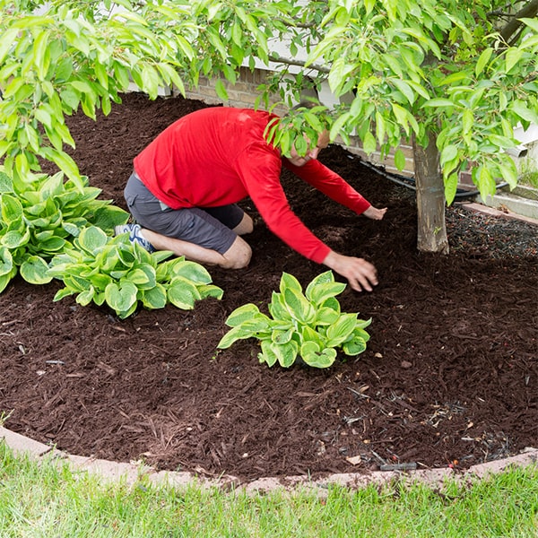 mulch installation is best done in the spring or fall to help maintain soil moisture and temperature